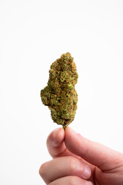 Hand holding large nug (cannabis)