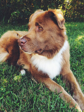 A mixed breed dog sitting in the grass