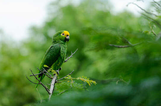 Colorful parrot in a branch