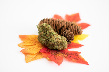 Cannabis and pinecones on autumn leaves