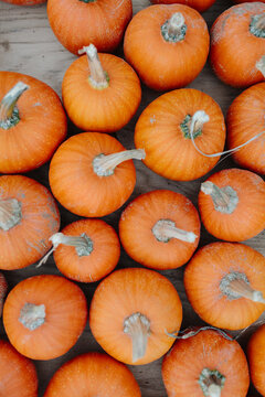Mini Pumpkins