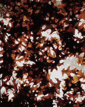 Oak leaves on wet window