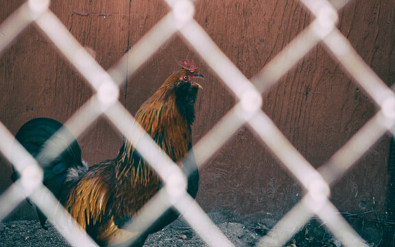 Chicken squawks behind wire fence on the farm