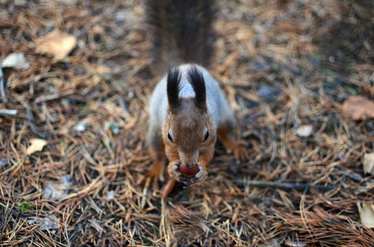 Squirrel eating a nut