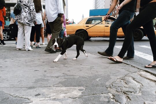 People walking a dog on a busy city street with a taxi cab in the background