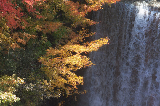 Autumn Leaves near a Waterfall
