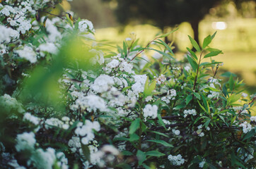 White flowers growing in garden