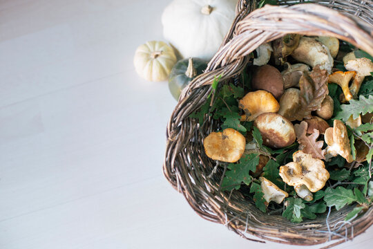 Porcino e galletto mushrooms in a backet on a light background