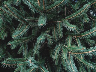 A texture of christmas and winter green pine tree branches and needles