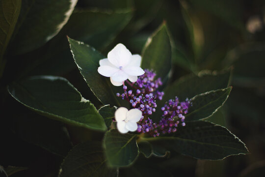 White hydrangea macrophylla flowers and purple buds