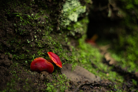 Red Auriculariales Fungus on the Forrest Floor
