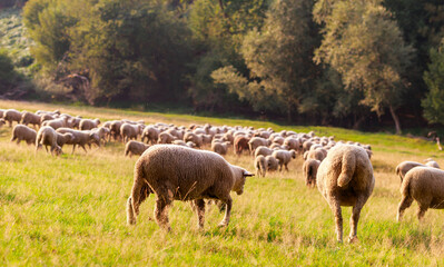Obraz premium A large flock of sheep is driven from the pastures into the stables