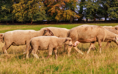 Obraz premium A large flock of sheep is driven from the pastures into the stables