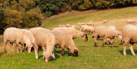 Fototapeta premium A large flock of sheep is driven from the pastures into the stables