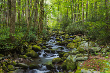 Naklejka na ściany i meble Tranquil stream in the Great Smoky Mountains