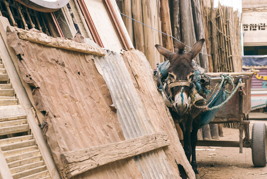 Donkey standing in an alley, Morocco.