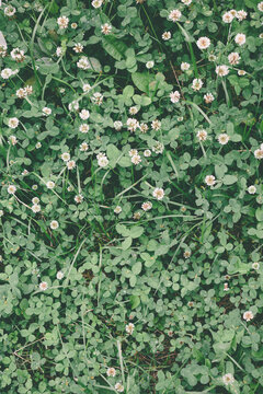 Trifolium repens