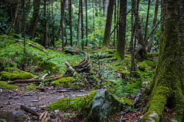 Mossy Forest Floor - Alum Cave Trail