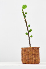 Young fig tree with fig fruit in a wicker basket pot