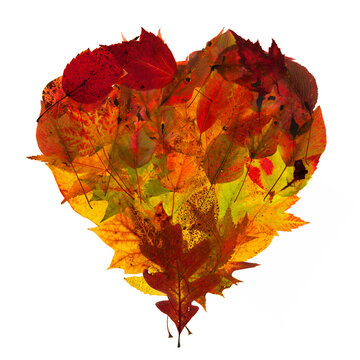 Autumn Heart