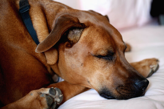 Close-up of handsome rhodesian ridgeback dog sleeping on pink sofa