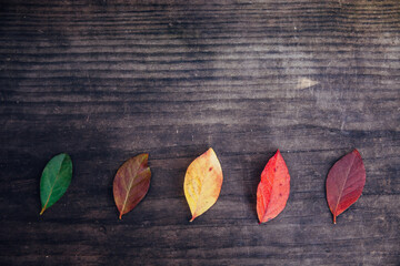 Group of fall leaves from green to deep red on a wooden background