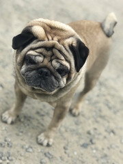 Obraz premium シワシワの顔のパグ犬