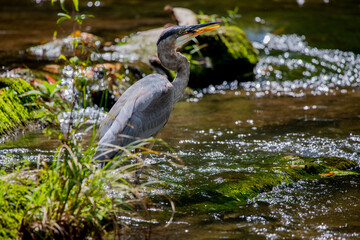 A Great Blue Heron with a fish in his mouth