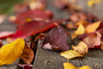 Red and Orange Autumn Leaves. Beautiful background image of fallen autumn leaves.