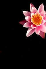 Pink lily in the river. Beautiful lily. Lonely lily in the pond. Background.