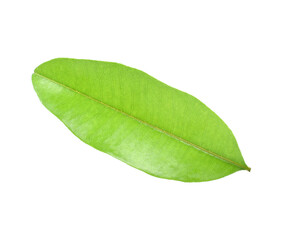 Fototapeta na wymiar sapodilla leaf tree on white background