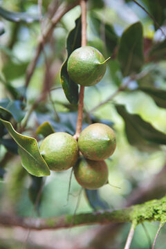 close up of green macadamia nuts on a tree in their natural environment