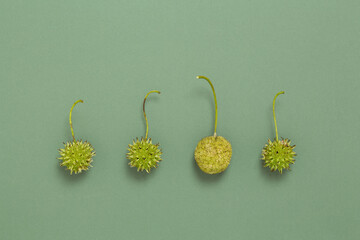 Sweet gum and sycamore tree fruits lined up in a row