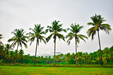 Fototapeta premium Coconut tree with morning beatiful nature with fog