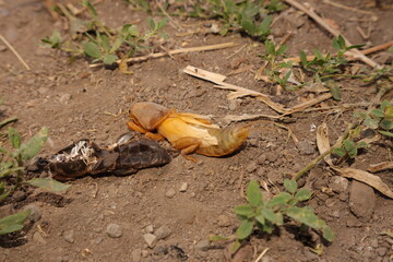 mole cricket is molting its skin.
mole cricket in the nature.
close up mole cricket.
animals, animal, insects, insect, bugs, bug, wildlife, wild nature, forest, woods, farm, agriculture, garden, park