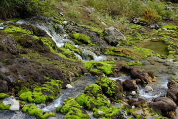 チャツボミゴケ