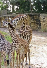 Obraz premium giraffes
