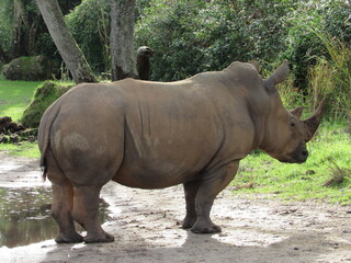 rhino 