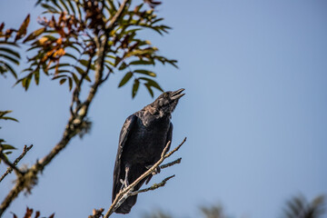Crow singing mating calls