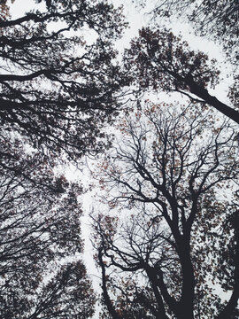 Fototapeta Looking up towards tall forest canopy of maple and alder trees in fall