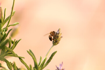 Bee perched on a lavender flower. Yellow background. Copy space.