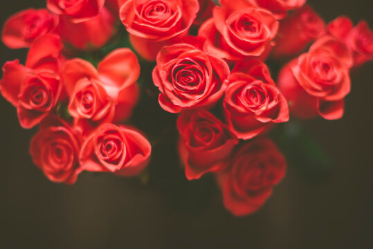 Bunch of red roses in close up, selective focus , DOF