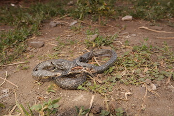 dead snake in the woods dead animal in the nature close of the snake water snake non venom closeup snake skeleton, death, animals, animal, reptile, reptiles, wild nature, wildlife, forest, garden park