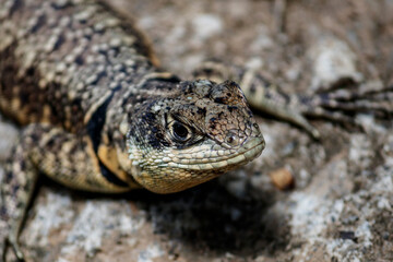Lizard