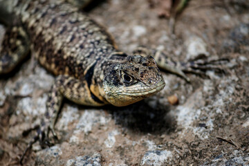 Lizard