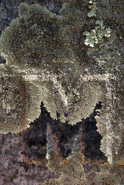 closeup macro of lichen shapes patterns textures grayish green on tombstones gravestones