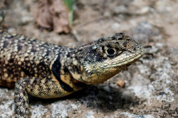 Fototapeta premium Lizard