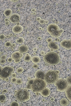 closeup macro of lichen shapes patterns textures grayish green on tombstones gravestones