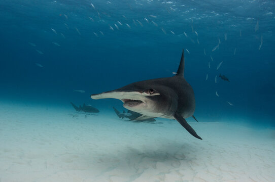 Face of a Hammerhead