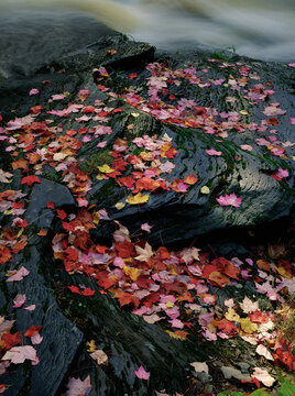 red maple leaves (acer rub rum) in autumn color foliage along Falls River in Michigan
